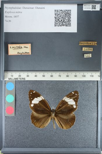 Media type: image;   Entomology 159729